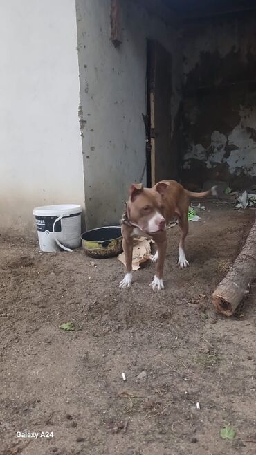 bala pişik şəkilləri: Pitbul, 1 il, Erkek, Peyvəndli