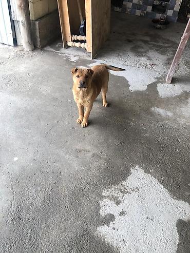 Продажа собак: Шарпей, 4 месяца, Самка, С прививкой — 8