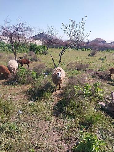 Qoyunlar, qoçlar: Razılaşma yolu ilə çox təcili satılır.balalı balasız fərq etmir — 31