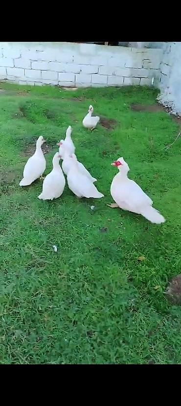 erkek pişik: Ana Lal ördəklər satılır istəyən olsa yazsın videosunu atım baxın real — 2
