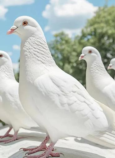 простые птички: Голуби голубей птицы для выпускного вечера праздников торжества — 1