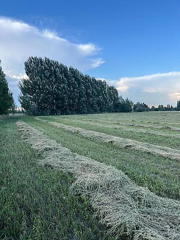 село бает: 300 соток, Для сельского хозяйства — 4