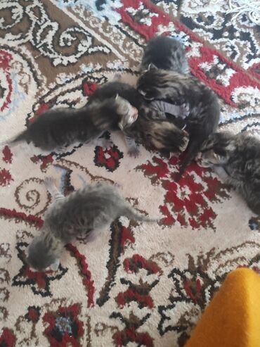 pişik şotlant: Britan, Erkək, Dişi, Yaxşı əllərə, Ünvandan götürmə