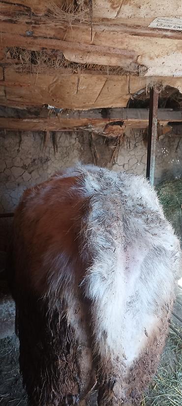 Коровы, быки: Продаю | Бык (самец) | На откорм | Привязанные — 2