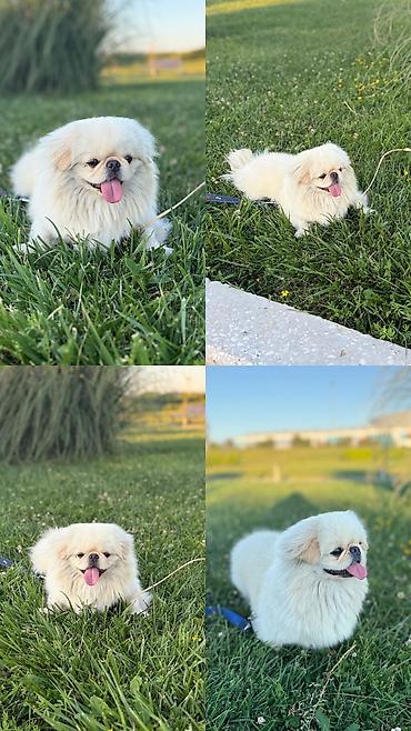 Pekines, 1 il, Erkək, Sənədli, Ünvandan götürmə, Ödənişli çatdırılma lalafo.az -da Pekines, 1 il, Erkək, Sənədli, Ünvandan götürmə, Ödənişli çatdırılma