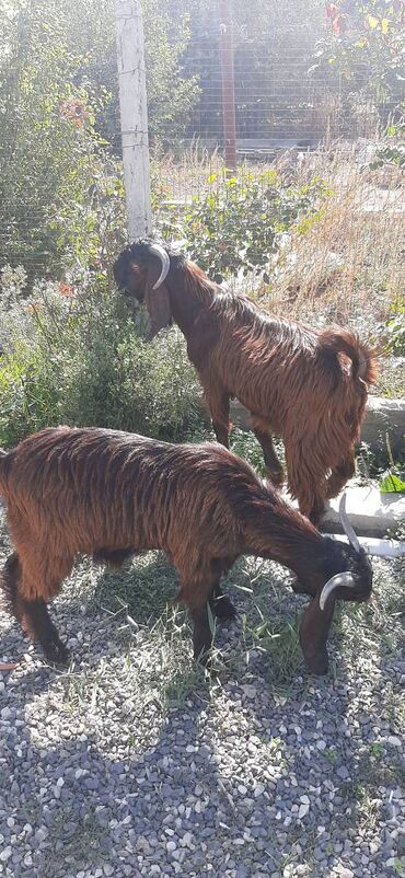 Digər kənd təsərrüfatı heyvanları: 7-8aylıq hələb çəpişləri,damazlıq və ətlik üçün əladı — 4