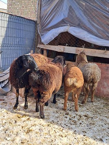 Баран, овца: Продаю | Овца (самка) | Для разведения | Матка — 9