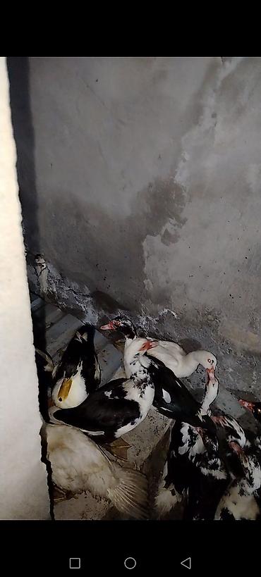 at qiymeti: 14 dənədi biri 20 manatdan satilir . internetdə və bazarda qiymətini — 1