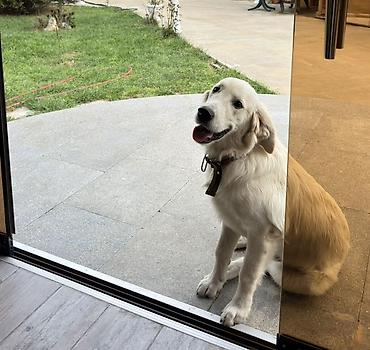 it sortlari: Retriever, 5 ay, Erkək — 5