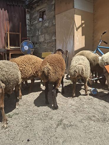 dişi afcarka: Dişi, il: 1, 35 kq, Damazlıq, Ünvandan götürmə — 4