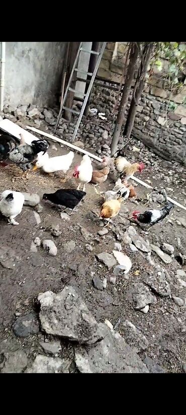 yumurta qiyməti: 10 QARŞIQ KEND TOYUQU (İÇLERİNDE CİNS TOYUQLARDA VAR) YENİ YUMURTADAN