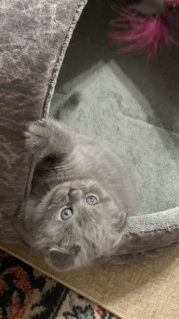 кот серый: К продаже готовы милые котята шотландской породы. Родились
