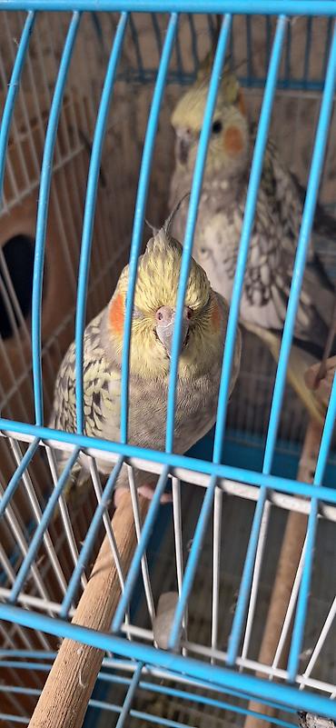 Nymph paraketləri (Cockatiel) – dişi/erkək cüt - Rəng: sarı-boz lalafo.az -da Nymph paraketləri (Cockatiel) – dişi/erkək cüt - Rəng: sarı-boz