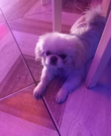 afçarka iti: Pekines, 8 ay, Erkek, Peyvəndli, Ünvandan götürmə, Ödənişli çatdırılma