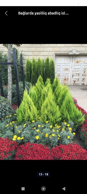 Landşaft işləri: Qazon catrlma qurasdrma agaclarin budanmasi dermanlanmasi ummu — 7