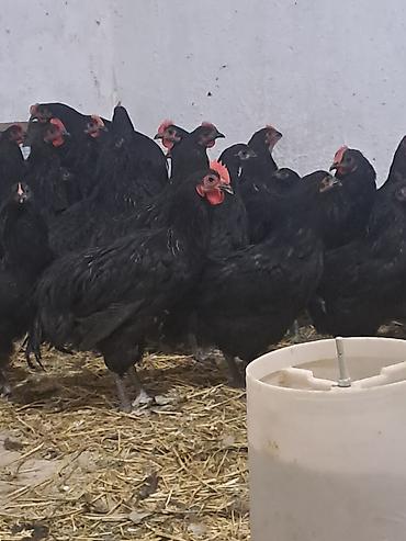 damazlıq heyvanların satışı: Təmiz qan avstrolop çolpalar satılır.Yalnız xoruzlar satılır çox — 1