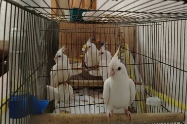 Tutuquşları: Saglam temiz qan cute hazir albinoslar isteyenler buyursun 1 ededi