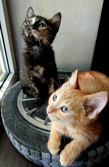 маленький кот: Кошка даром: Беспородная, 2 месяца, Мальчик, Приучена к лотку, Проглистована — 2