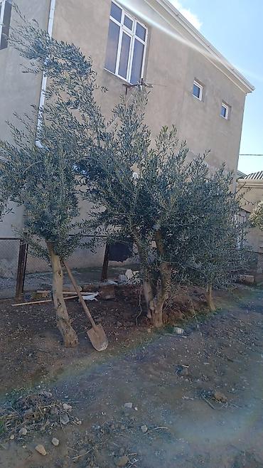 agaclar: Zeytun ağacları – dekorativ və məhsuldar - Növ: zeytun (Olea — 1