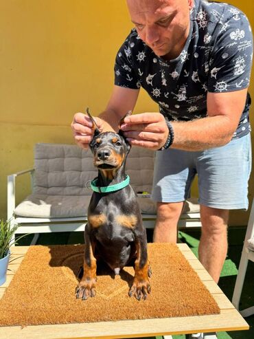 Psi: Doberman stenad. Ostenjeni su 28.06.2025. Spremni su za preuzimanje — 13