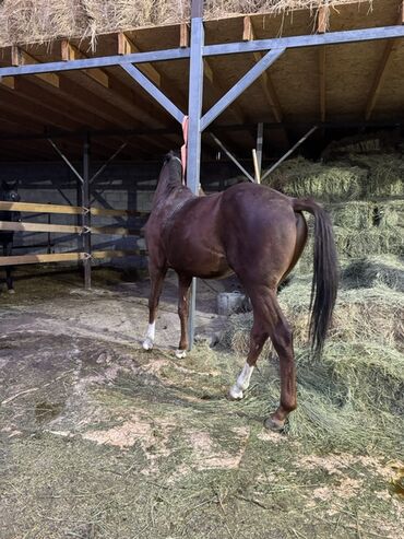 покупка лошади: Сатам | Жылкы (эркек), Байтал | Англиялык | Көбөйтүү үчүн, Ат спорту