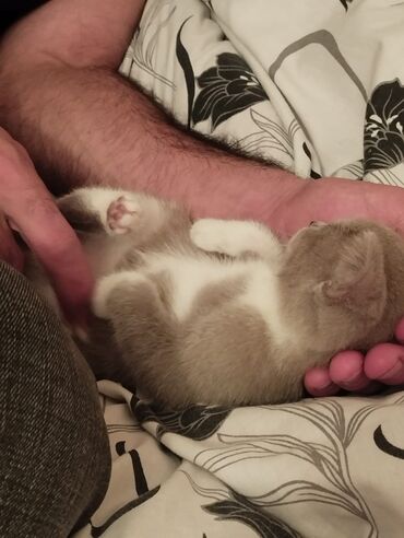 Pişiklər: Dişi, Yaxşı əllərə -da lalafo.az — 3 Pişiklər: Dişi, Yaxşı əllərə — 3