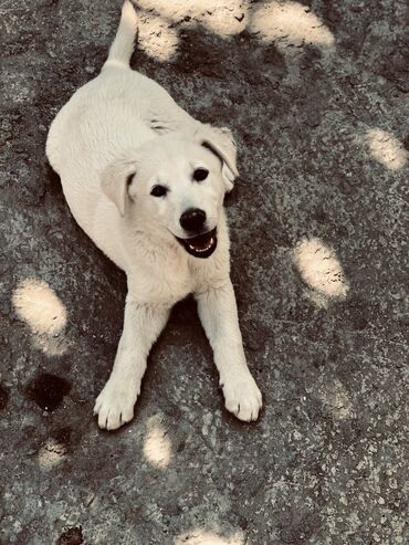 setteri it cinsinin digər adı: Labrador-retriver, 3 ay, Dişi, Ünvandan götürmə