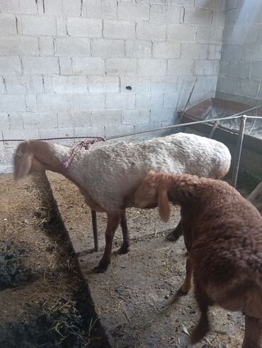 кой козу: Продаю | Овца (самка), Ягненок | Арашан | Для разведения | Ягнившаяся