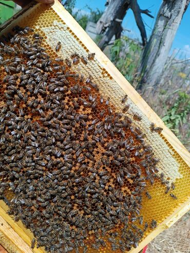 Другие услуги: Ищу инвестора для развития и расширение пчеловодство позвоните обсудим