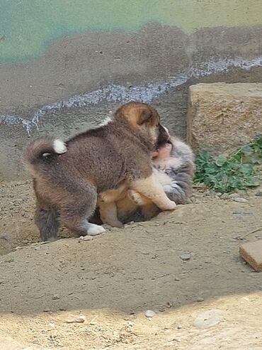 shiba inu qiymeti: Akita-inu, 1 ay, Erkek, Peyvəndli, Ödənişli çatdırılma