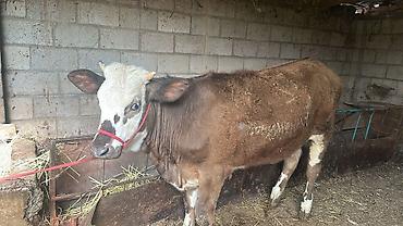 Коровы, быки: Продаю | Тёлка | Симментальская | На забой, Для разведения, Для молока | Племенные, Не стельные, Искусственник — 8