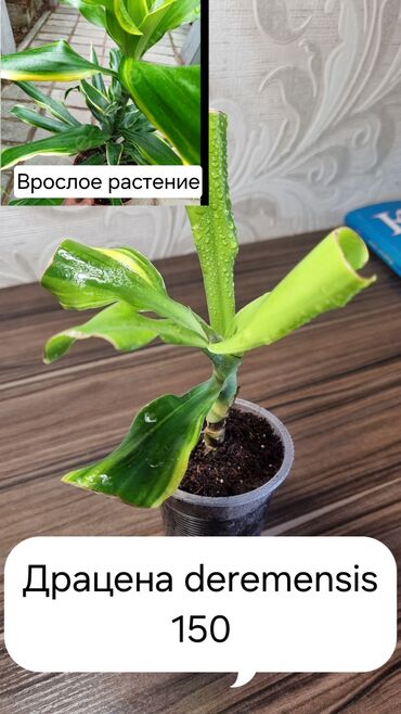 рукова для полива: Распродажа ниже себе стоимости! Все черенки прекрасно укоренены! Есть