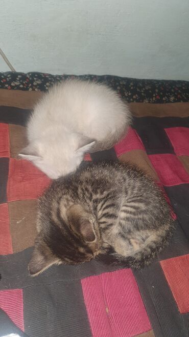 Коты: Отдам котят. полосатый мальчик а белосерая девочка 2х месячные