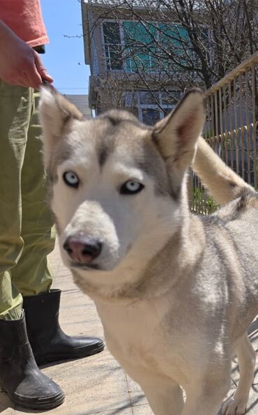 husky satisi: Xaski, 11 ay, Dişi, Peyvəndli, Pulsuz çatdırılma