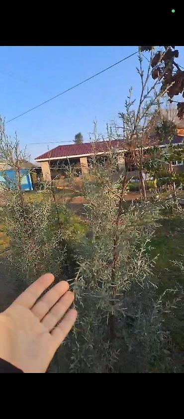 bitki guli: Həyətyanı sahə və landşaft üçün dekorativ həmişəyaşıl bitkilər və — 10