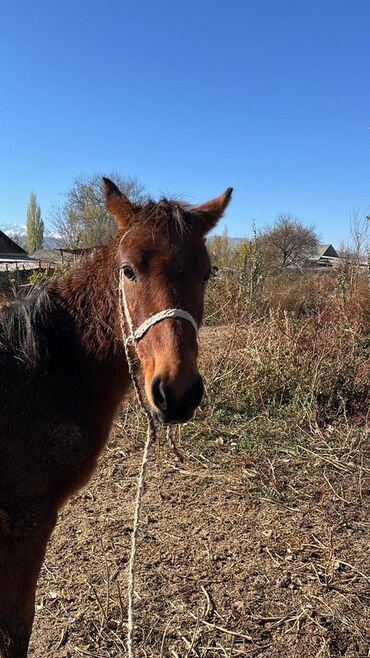машинка для животных: Продаю | Жеребенок | Для разведения | Племенные