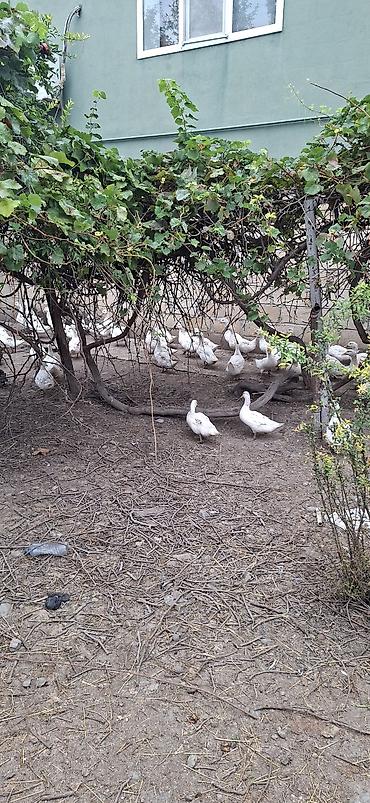 heyvanlar quşlar: Ağ ev ördəkləri – sürü halında - Növ: Ağ ev ördəyi (pekin tipli) - — 1