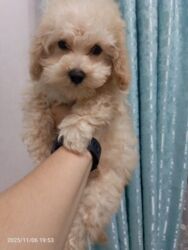 İtlər: Pudel, 3 ay, Ünvandan götürmə — 1