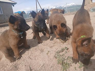 Продажа собак: Предлагаются к бронированию щенки Белгийской овчарки Малинуа.Щенков 9 — 13