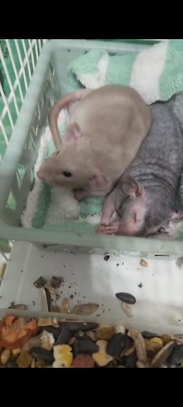 Крысы: Милота крысы Дамбо .Питомник Rat hause Love . ручные ласковые. лысые и — 4