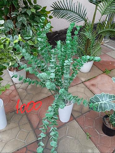 Декоративные цветы: Декоративные искусственные растения в кашпо 
горшки в комплекте — 8