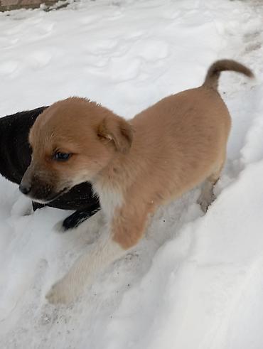 Отдам даром собаку: Щеночки звоночки, 2 месяца .вырастут небольшого роста . бесплатно — 7