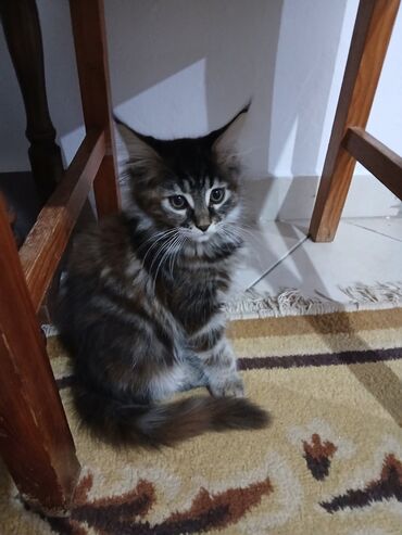 Mačke: Mace dugodlake – leglo prelepih mačića - Tip: kućne mačke dugodlake — 8