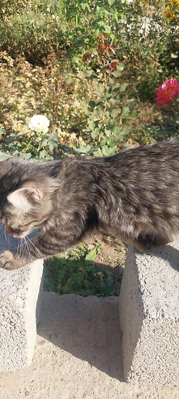 животные кошка: 3 месяца, Мальчик, Серый, Приучена к лотку — 2
