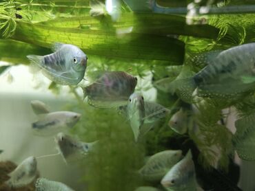 малок рыба: ГУРАМИ . голубая мраморнаяоптом по 30 сом штука(от100штук)
