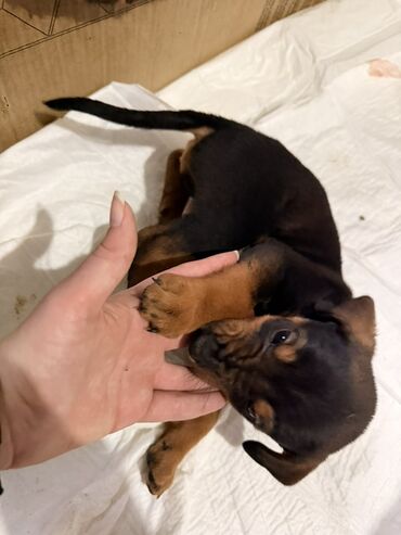 Psi: Štenci mešanci – više štenaca različitih boja i šara Opis: - Leglo — 5