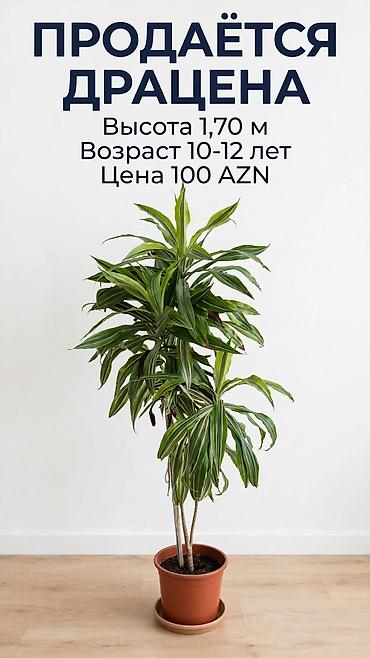 kuknar agaci satisi: Drasena (Dracaena) otaq bitkisi - Hündürlük: 1,70 m - Yaş: 10–12 il - — 1