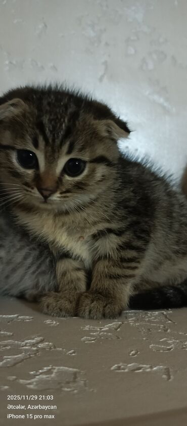 Pişiklər: Şotland yastı qulaq — 15