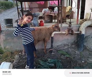Uşaq dünyası: MilKolyaska 450 AZN-ə alınıb, çox az istifadə olunub. Səliqəli və əla — 2