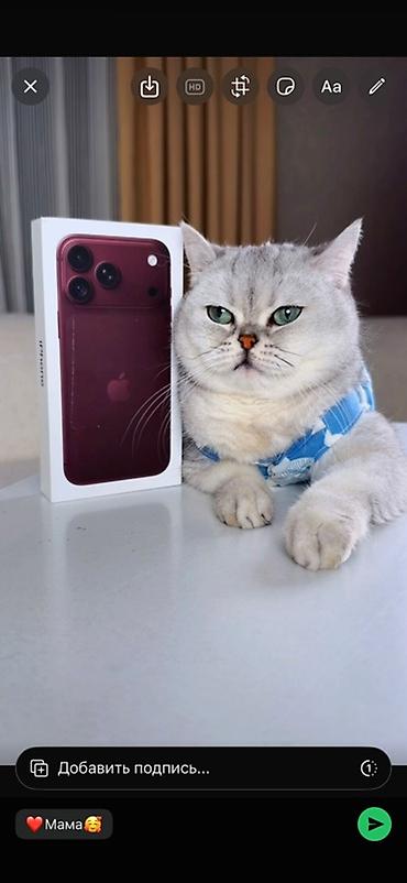 !!!!!! СРОЧНО!!!!!! Отдам даром 2 породистых кошек Британская с